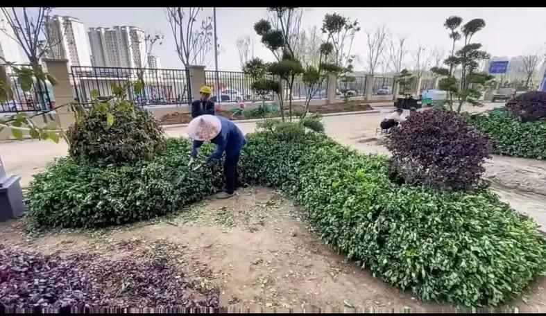 市政園林綠化工程 以專(zhuān)業(yè)施工，繪就城市生態(tài)畫(huà)卷